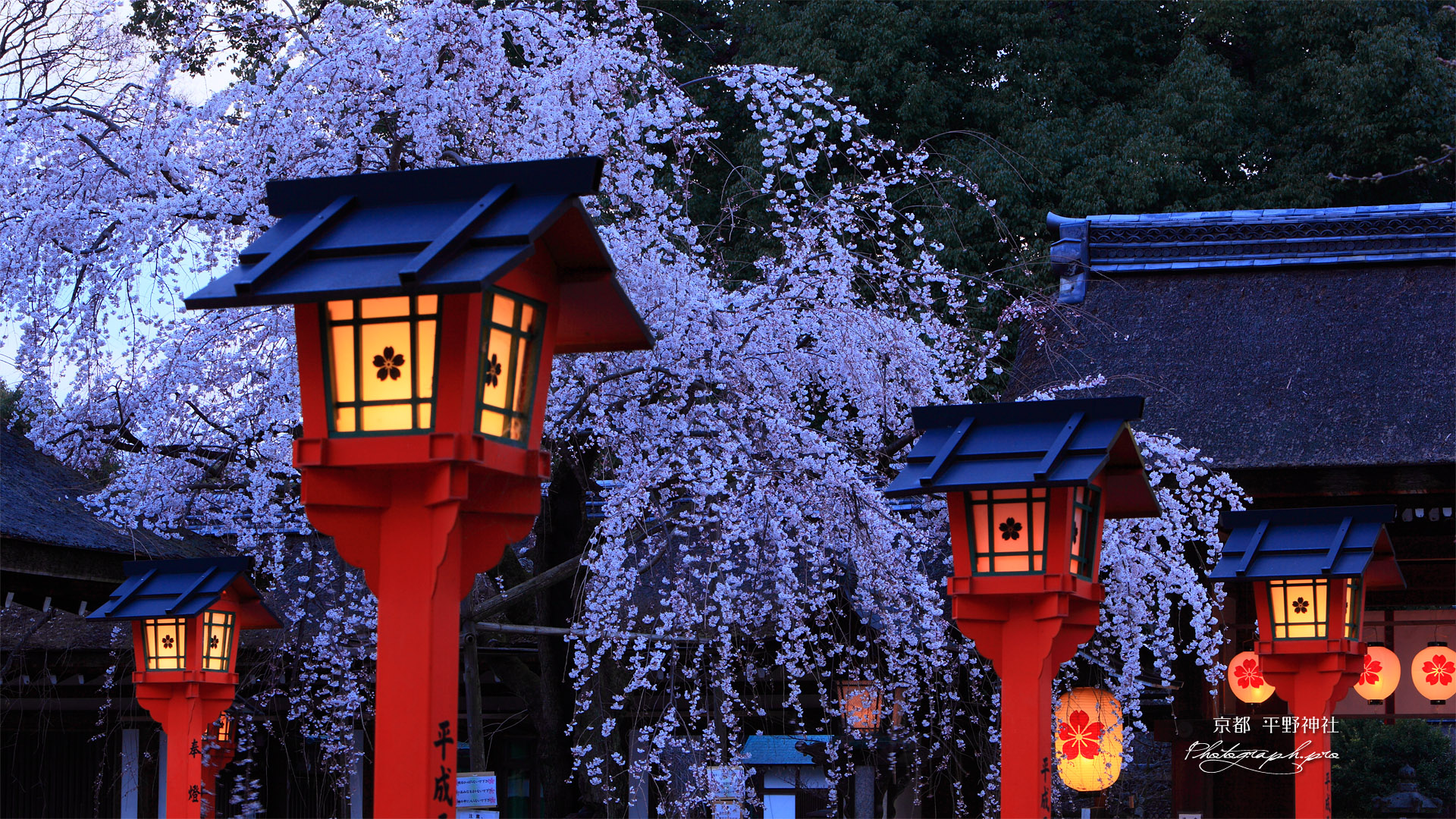 平野神社 満開の魁桜