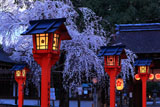 平野神社 満開の魁桜