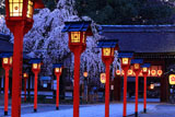 京都府の桜