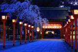 平野神社 満開の魁桜と東神門
