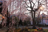 本満寺 朝陽浴びる枝垂桜