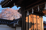 本満寺 山門と枝垂れ桜