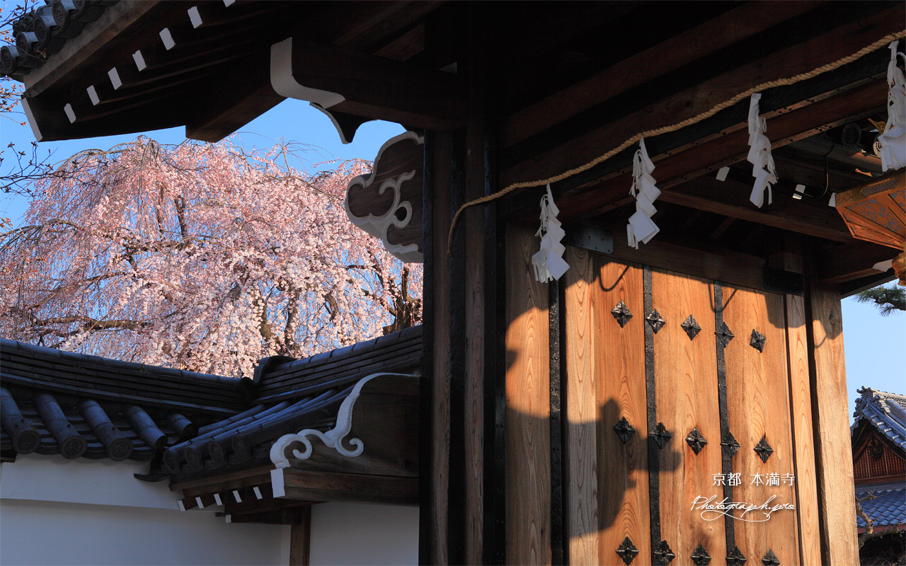 本満寺 山門と枝垂れ桜 壁紙