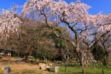京都岩屋寺 大石良雄閑居址の枝垂桜