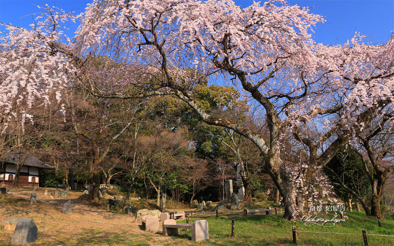 京都岩屋寺 大石良雄閑居址の枝垂桜 壁紙