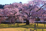 醍醐寺 朝の霊宝館の枝垂れ桜