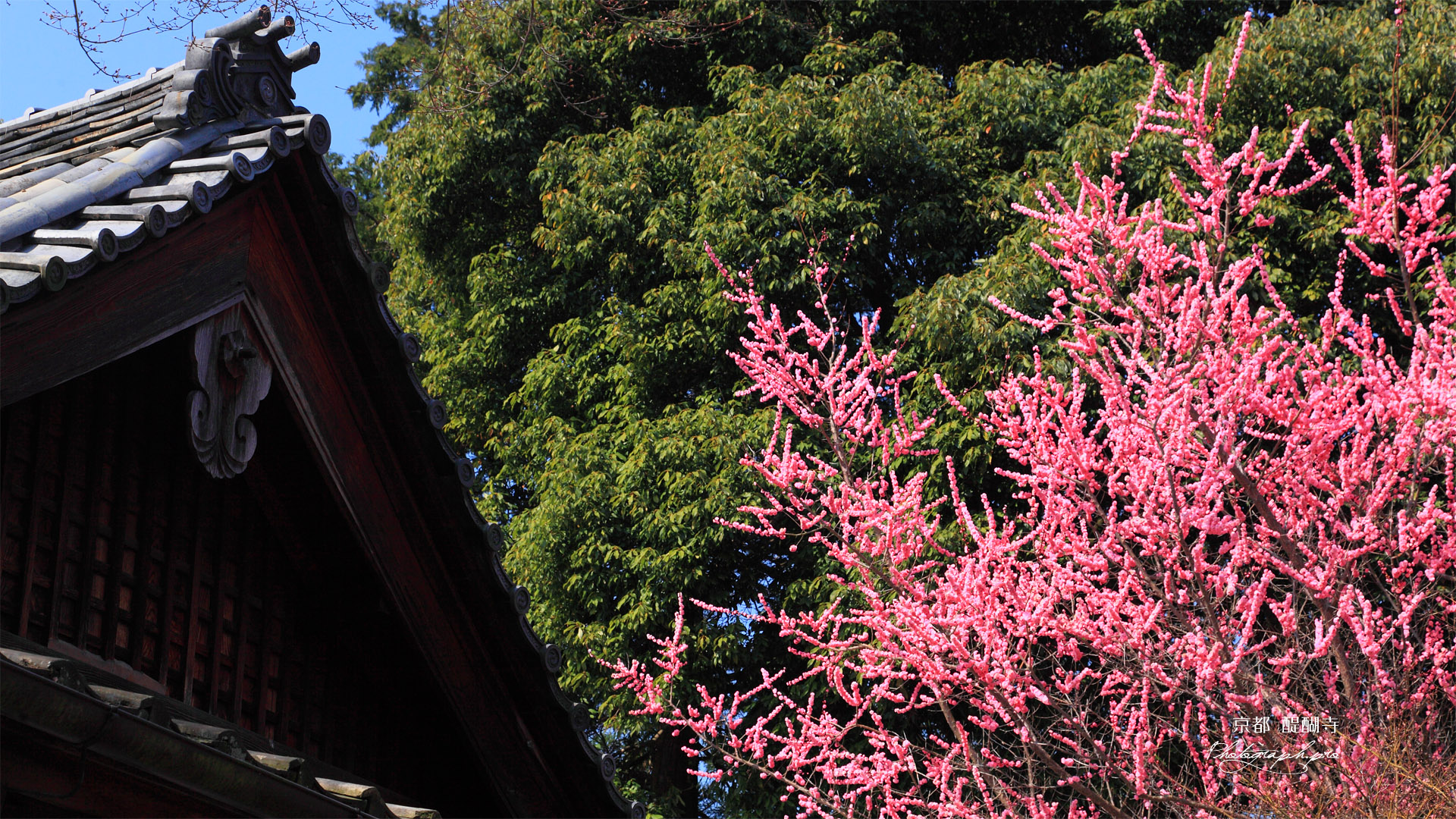 醍醐寺の桃