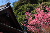 醍醐寺の桃