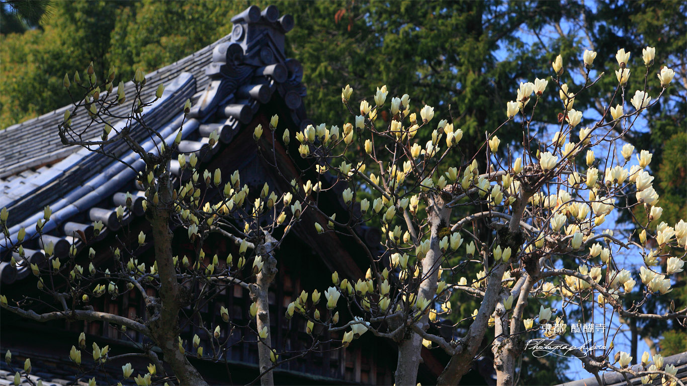 醍醐寺の白木蓮 壁紙