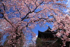 知恩院友禅苑