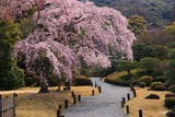 知恩院友禅苑 鹿野苑の枝垂桜