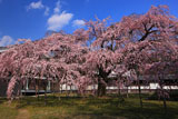 醍醐寺 白昼の霊宝館の枝垂れ桜