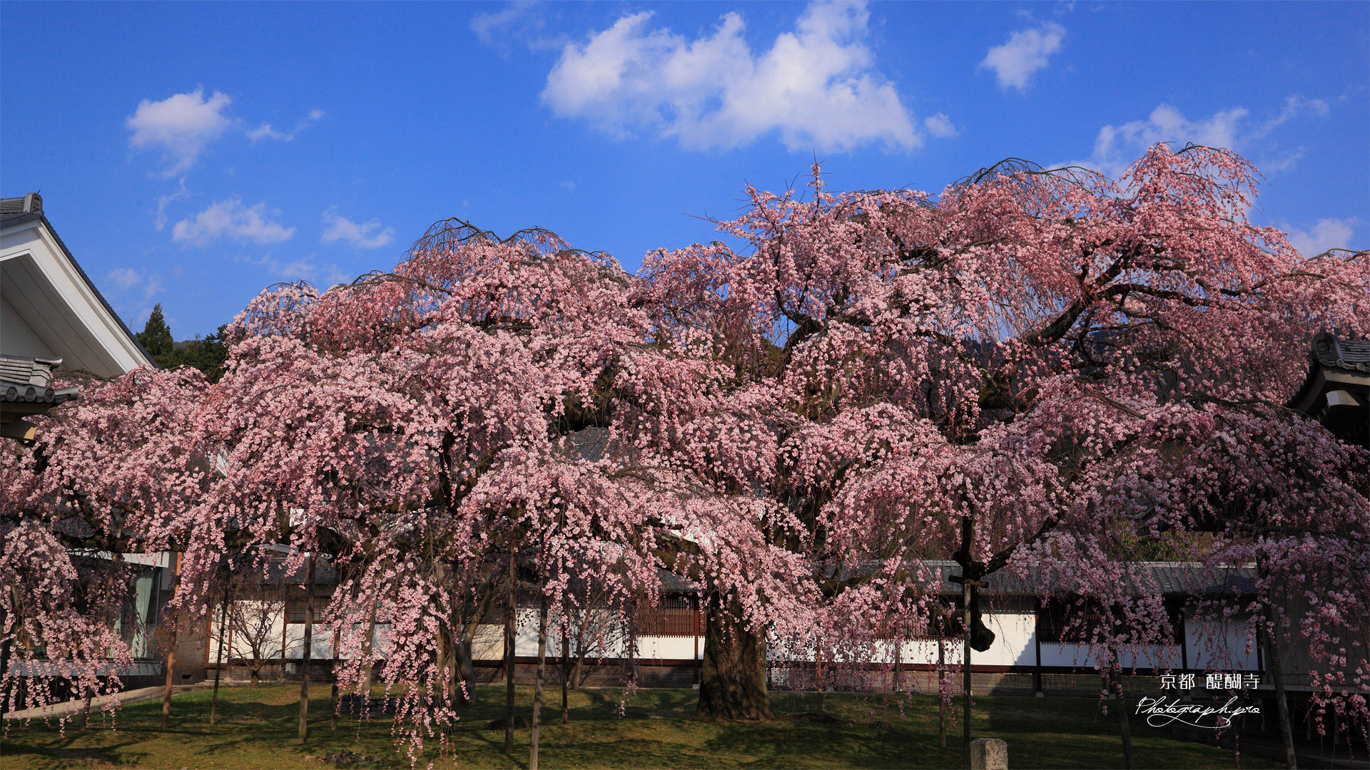 醍醐寺 昼下がりの霊宝館の枝垂れ桜 の壁紙 19x1080