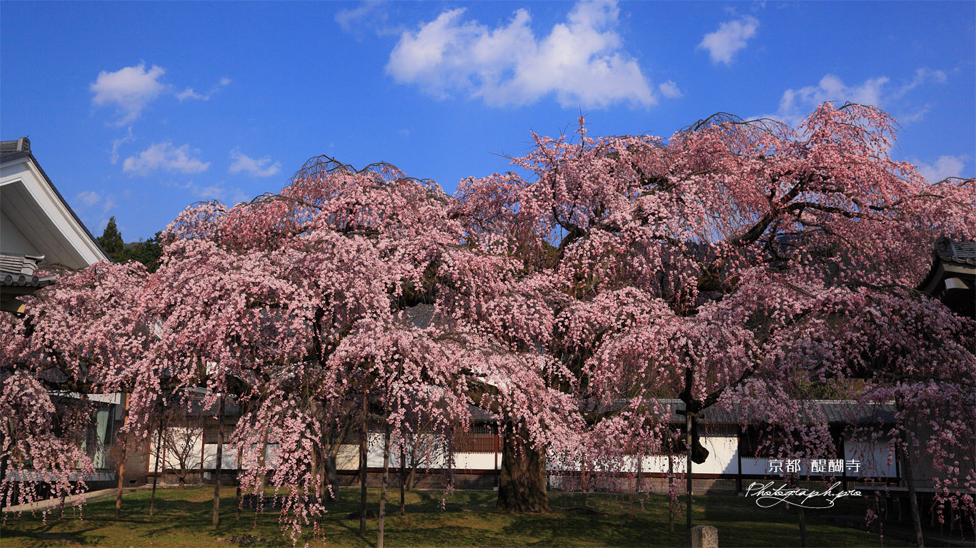 醍醐寺 昼下がりの霊宝館の枝垂れ桜 壁紙