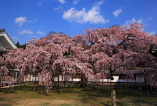 醍醐寺の桜