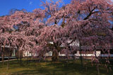 醍醐寺 午後の霊宝館の枝垂れ桜