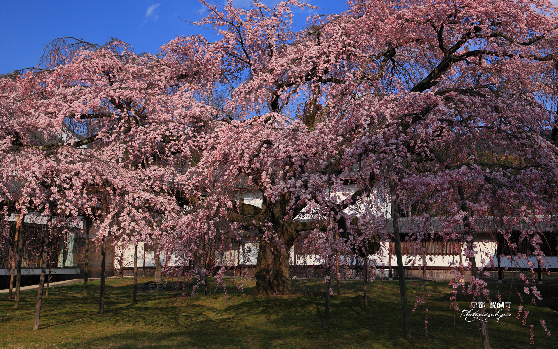 醍醐寺 午後の霊宝館の枝垂れ桜