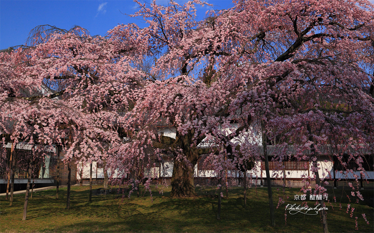醍醐寺 午後の霊宝館の枝垂れ桜 壁紙