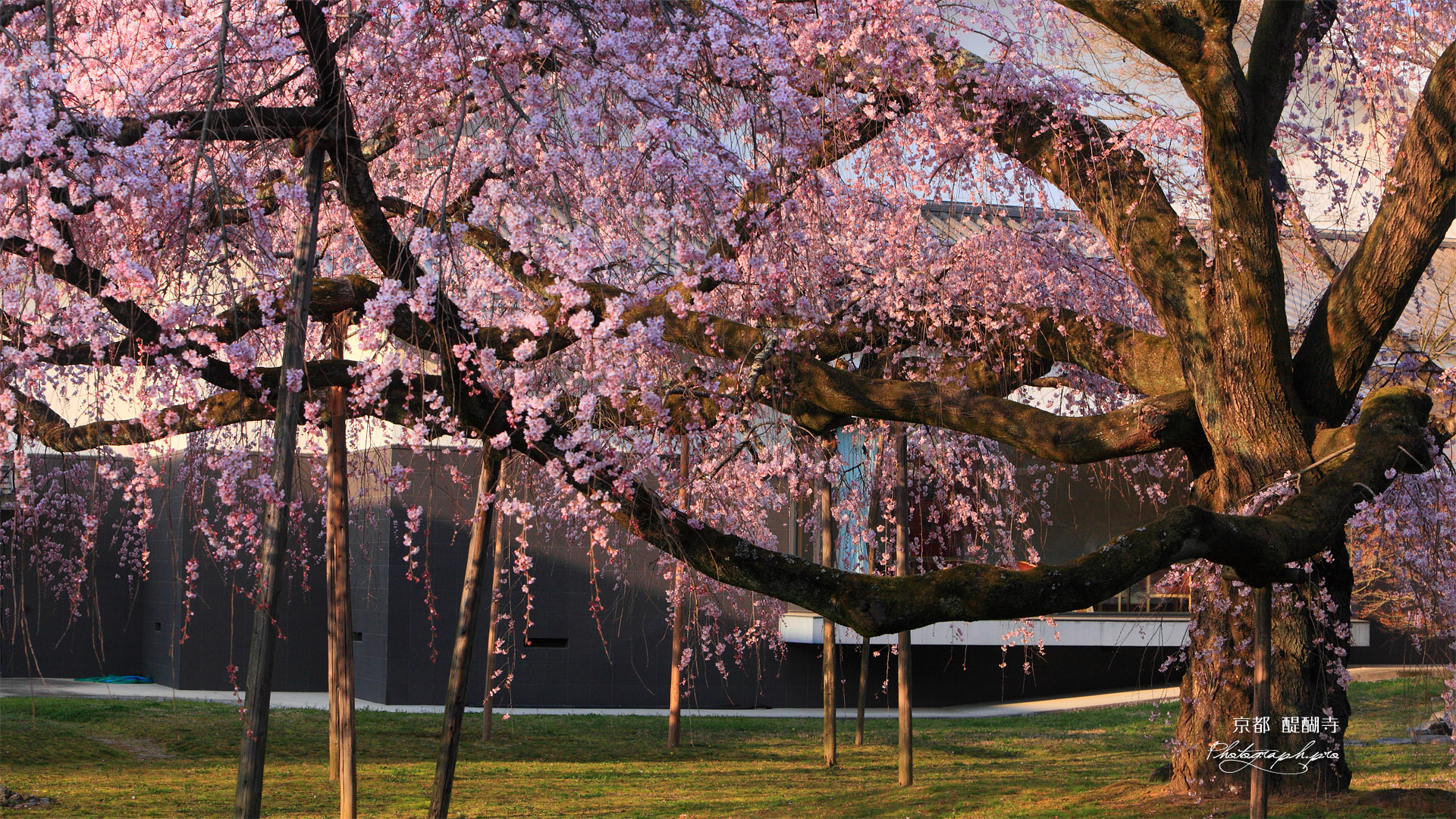 醍醐寺 夕方の霊宝館の枝垂れ桜