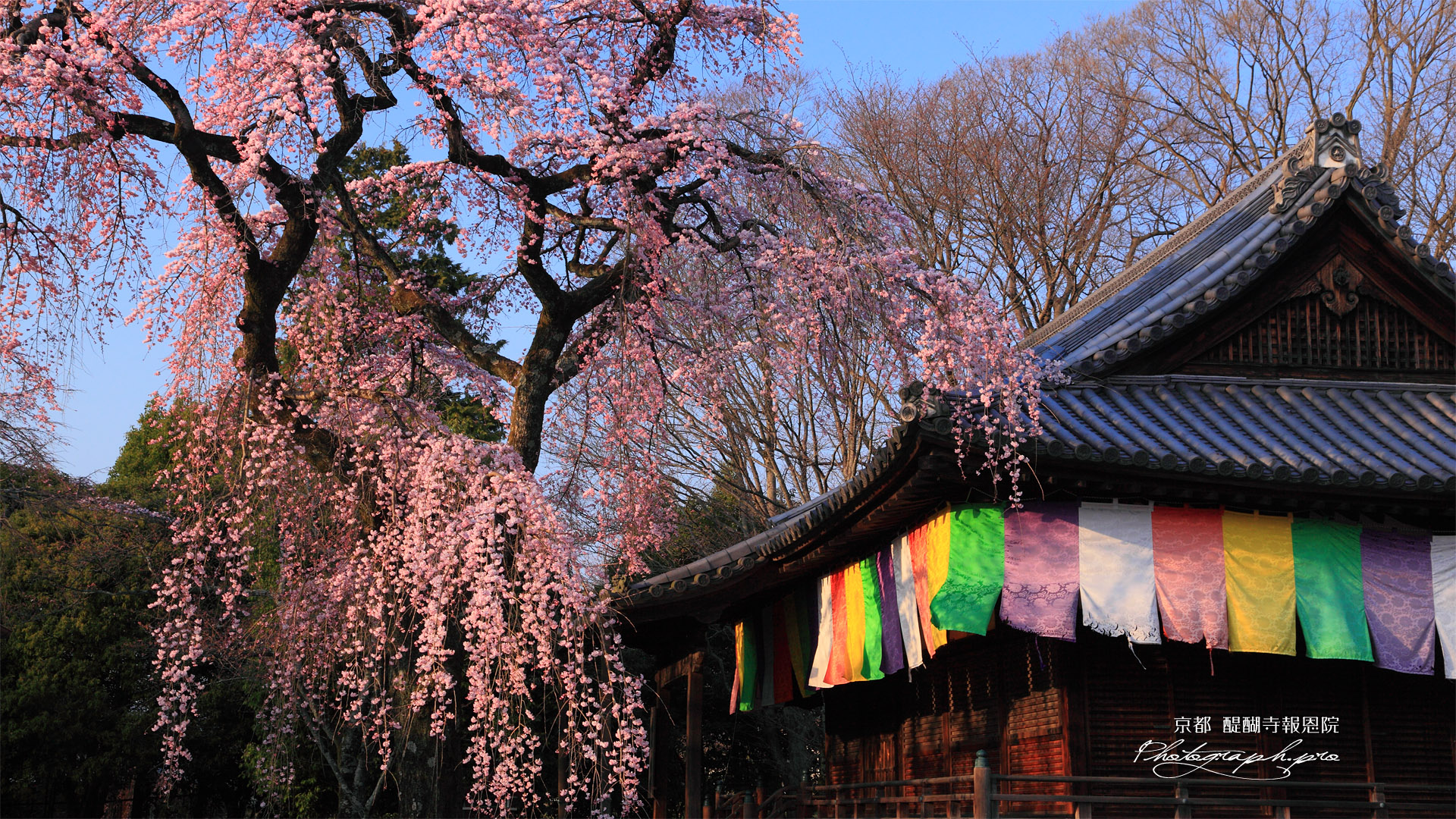 醍醐寺 報恩院の枝垂れ桜