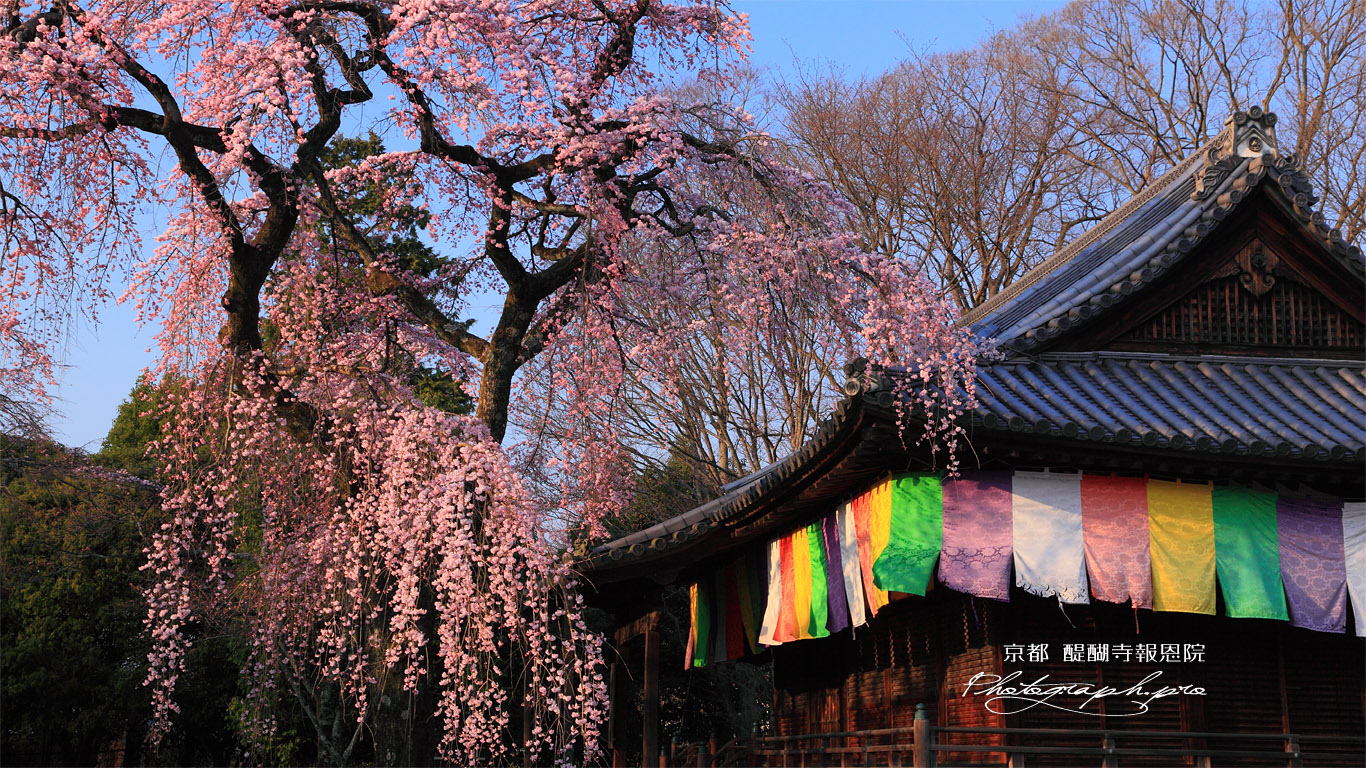 醍醐寺 報恩院の枝垂れ桜 壁紙