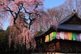 醍醐寺 報恩院の枝垂れ桜