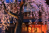 祇園白川 枝垂桜越しの料亭