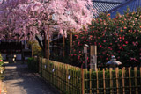 京都椿寺 紅枝垂桜と散椿