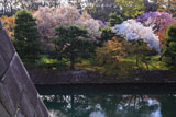 二条城 天守台と桜咲く内濠