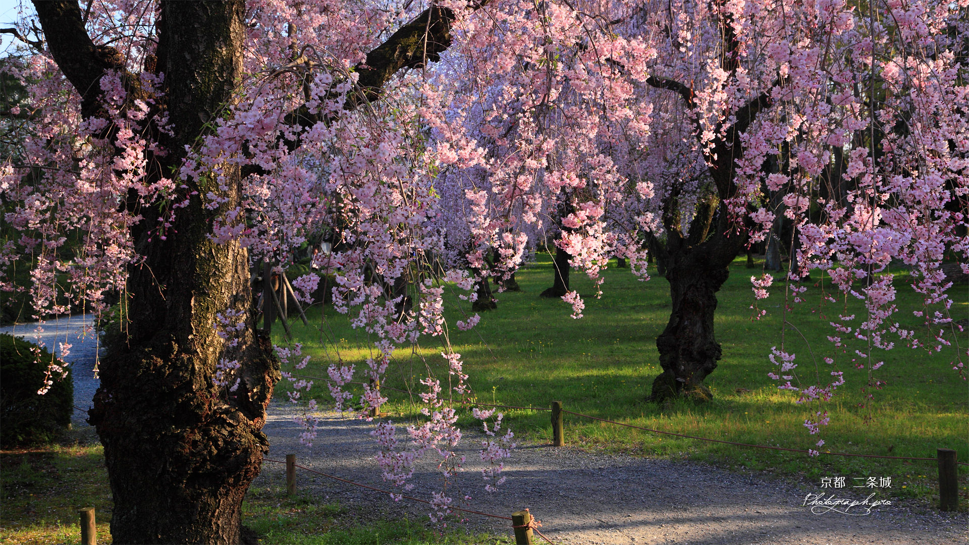 二条城の八重紅枝垂桜