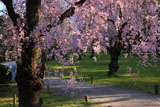 二条城の八重紅枝垂桜
