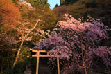 日向大神宮 紅枝垂桜と神田稲荷社