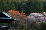 日向大神宮 伊勢鳥居と桜