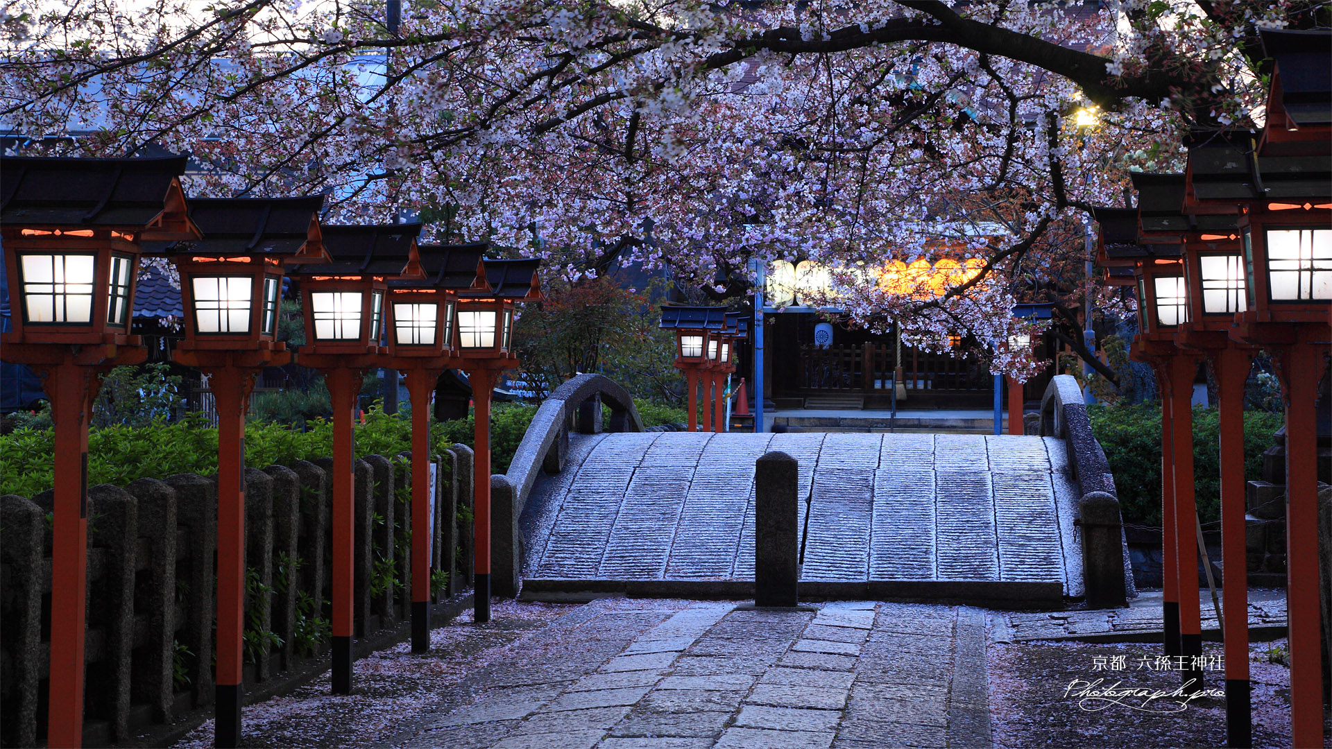 六孫王神社 桜と参道の燈籠灯り