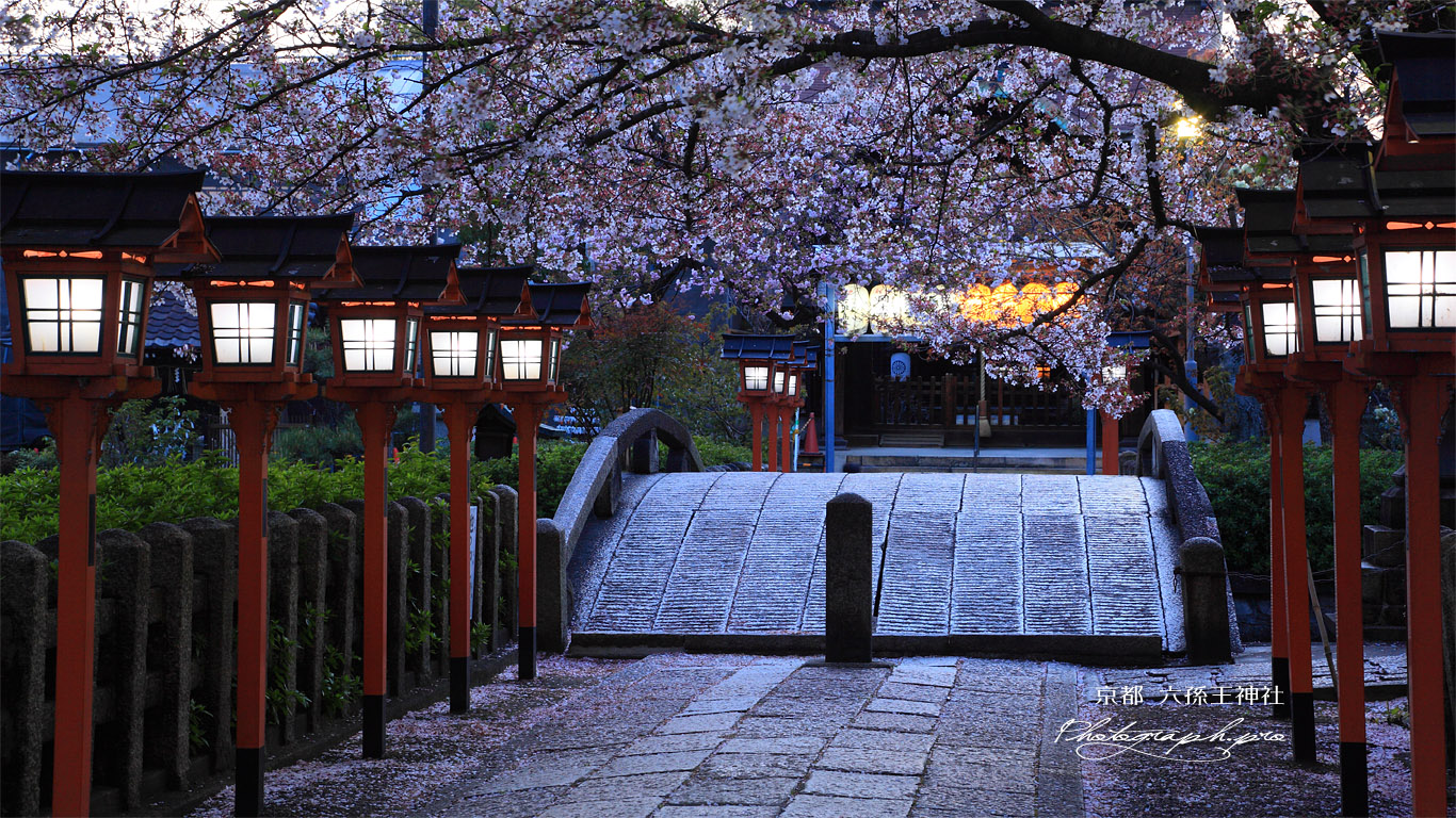 六孫王神社 桜と参道の燈籠灯り 壁紙