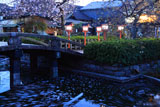 六孫王神社 神龍池と御衣黄桜