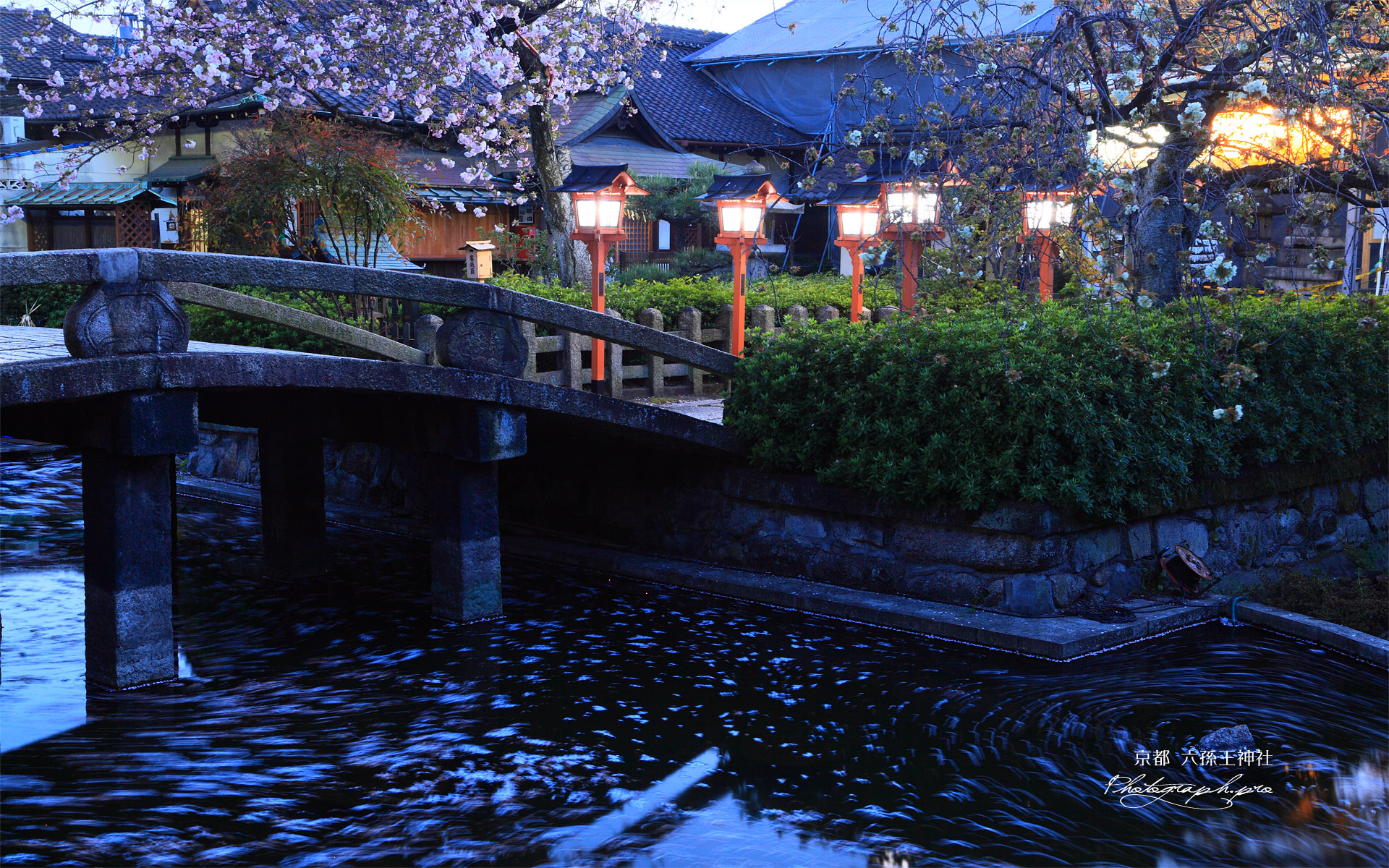 六孫王神社 神龍池と御衣黄桜