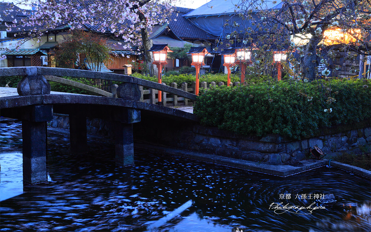 六孫王神社 神龍池と御衣黄桜 壁紙