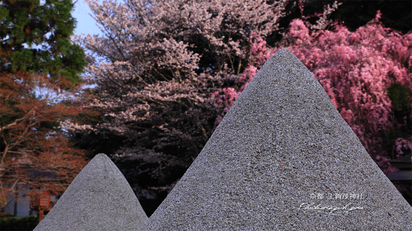 上賀茂神社 立砂とみあれ桜 壁紙