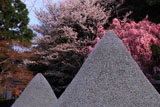 上賀茂神社 立砂とみあれ桜
