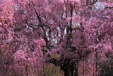 上賀茂神社 朝の斎王桜