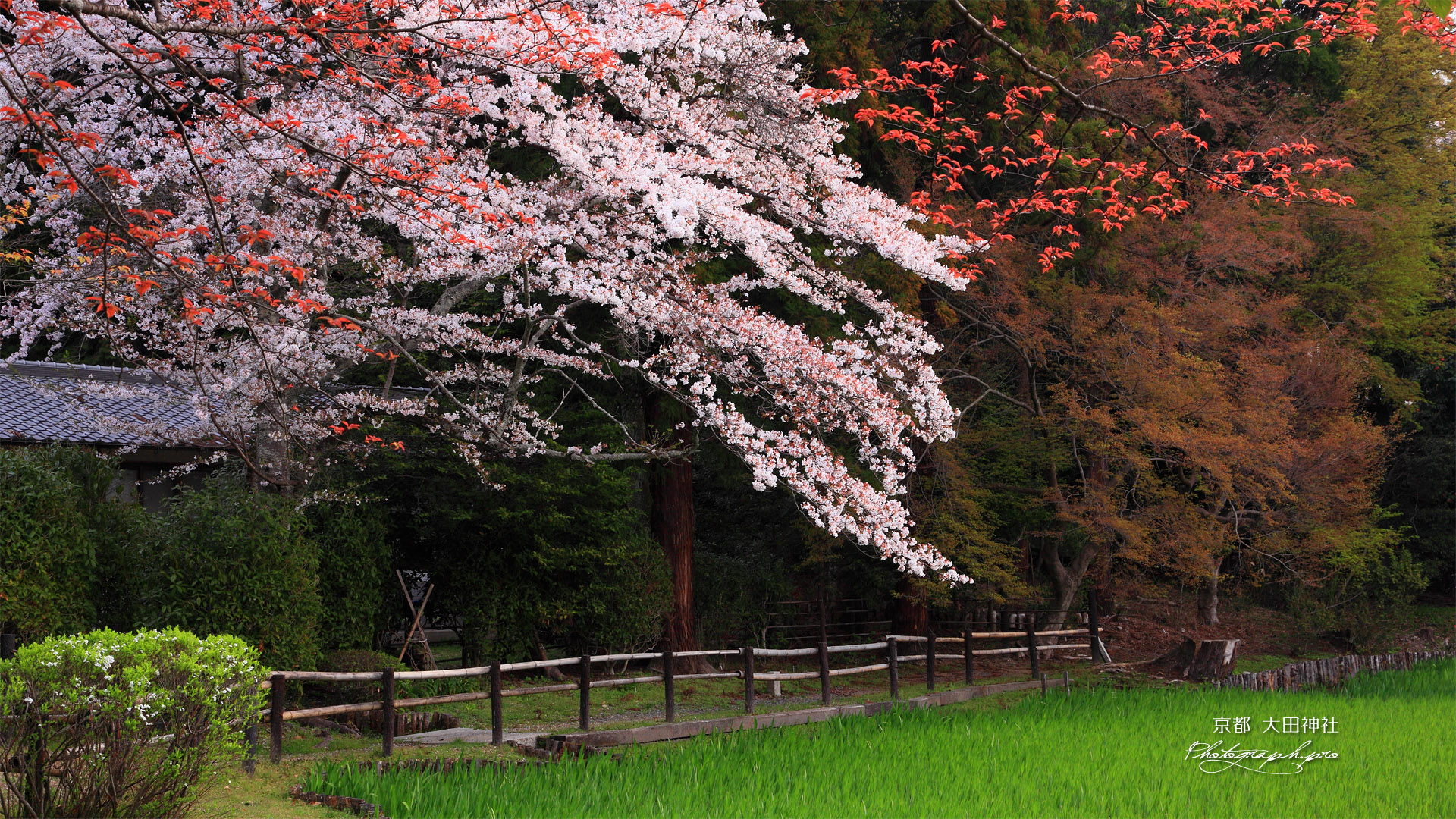 大田神社 大田の沢の桜