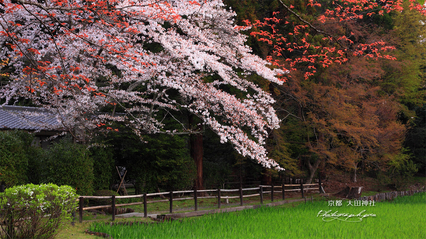 大田神社 大田の沢の桜 壁紙
