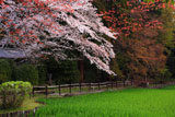 大田神社 大田の沢の桜