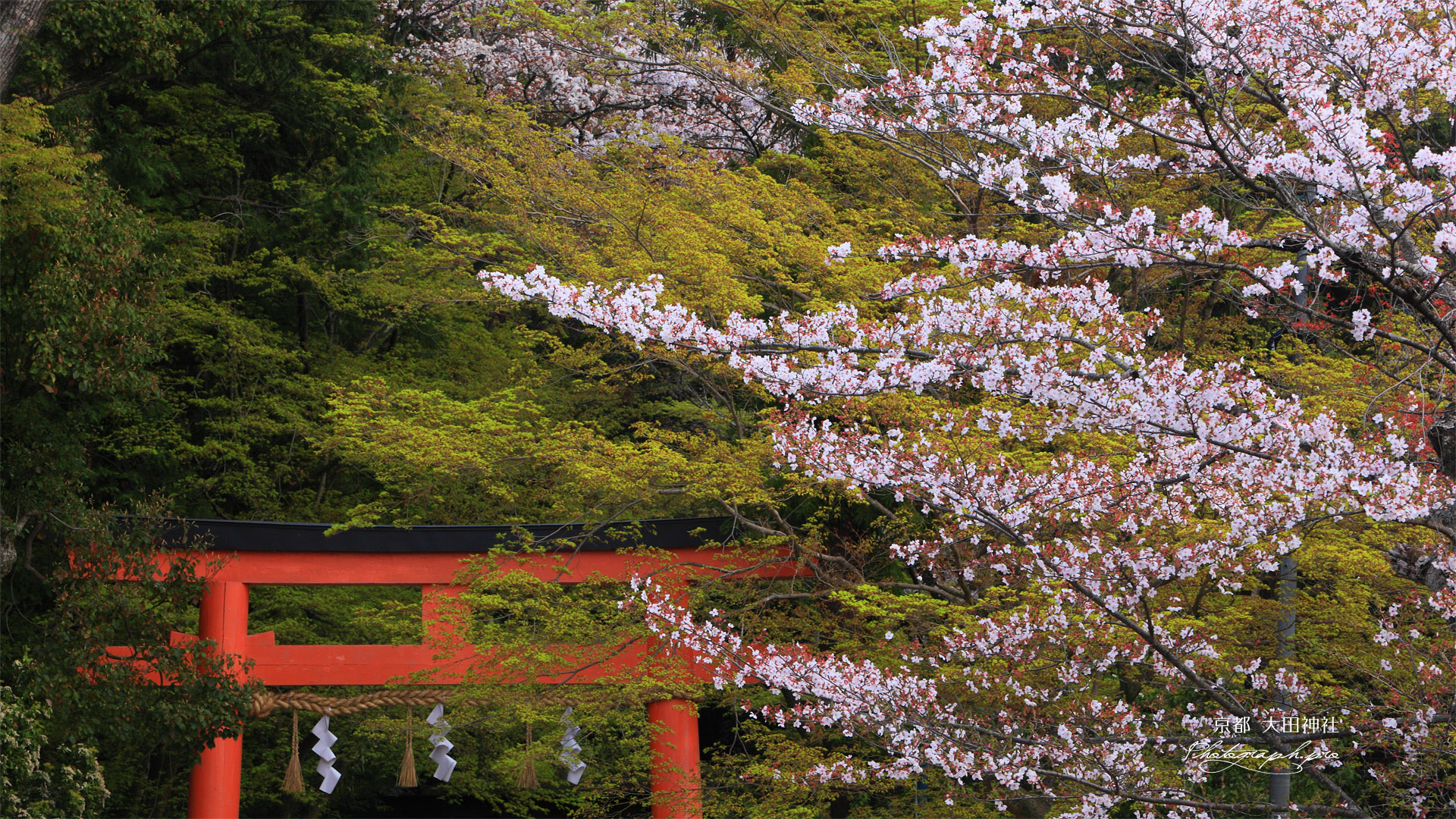 大田神社 桜と鳥居