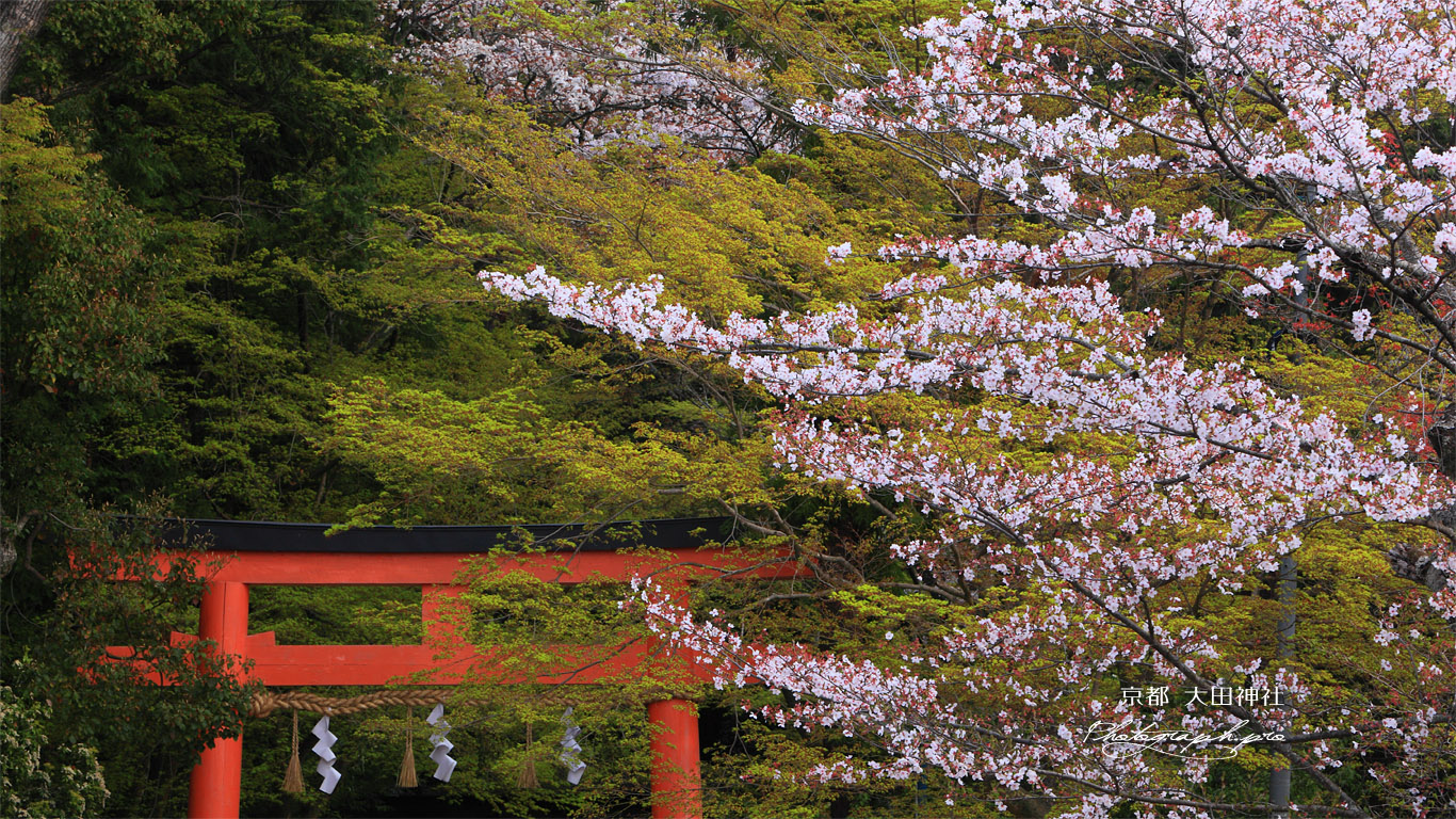 大田神社 桜と鳥居 壁紙