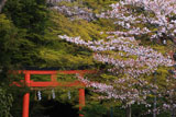 大田神社 桜と鳥居