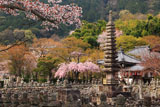 化野念仏寺 桜咲き誇る境内