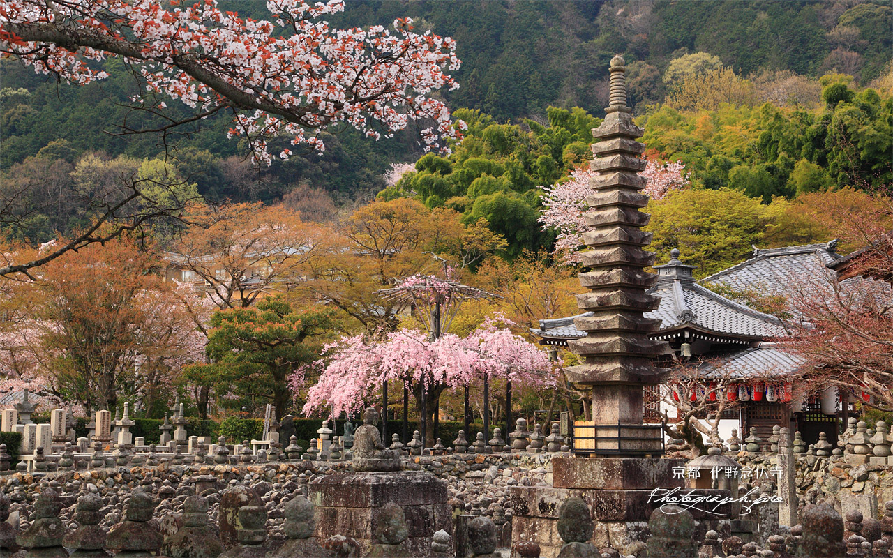 化野念仏寺 桜咲き誇る境内 壁紙