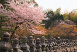 化野念仏寺 五輪塔列と山桜